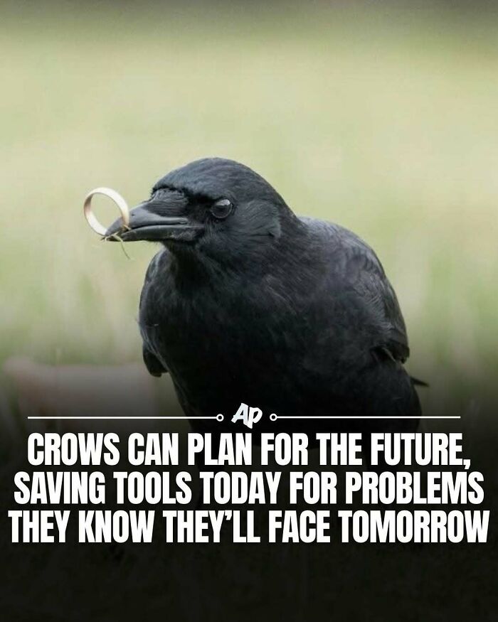 Crow holding a tool showing crows plan for the future
