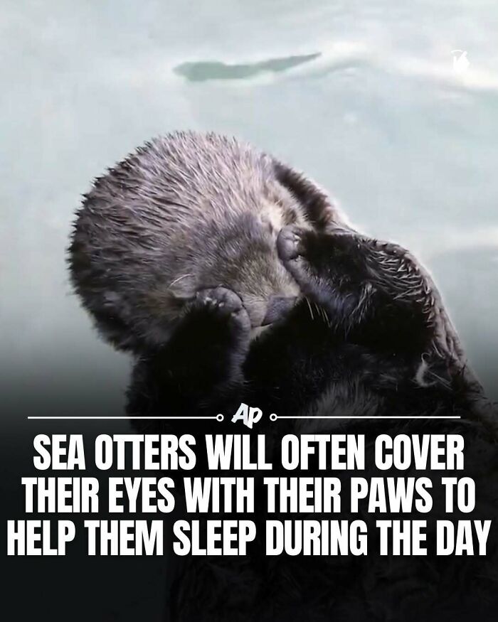 Sea otters cover their eyes with paws to help sleep during the day