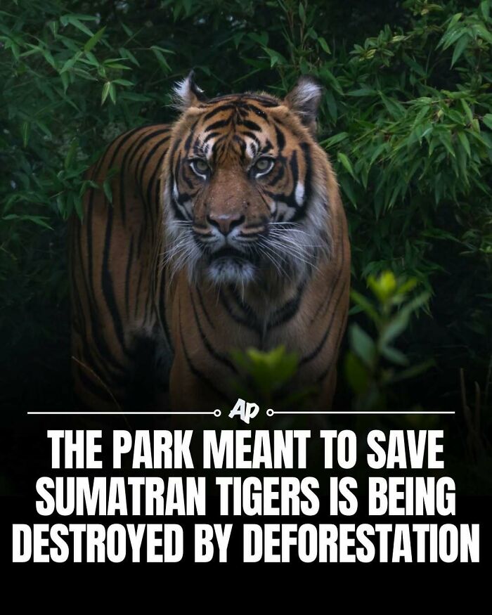 Sumatran tiger in forest threatened by deforestation