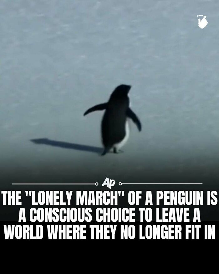 Penguin's lonely march is a conscious choice to leave unsuitable world