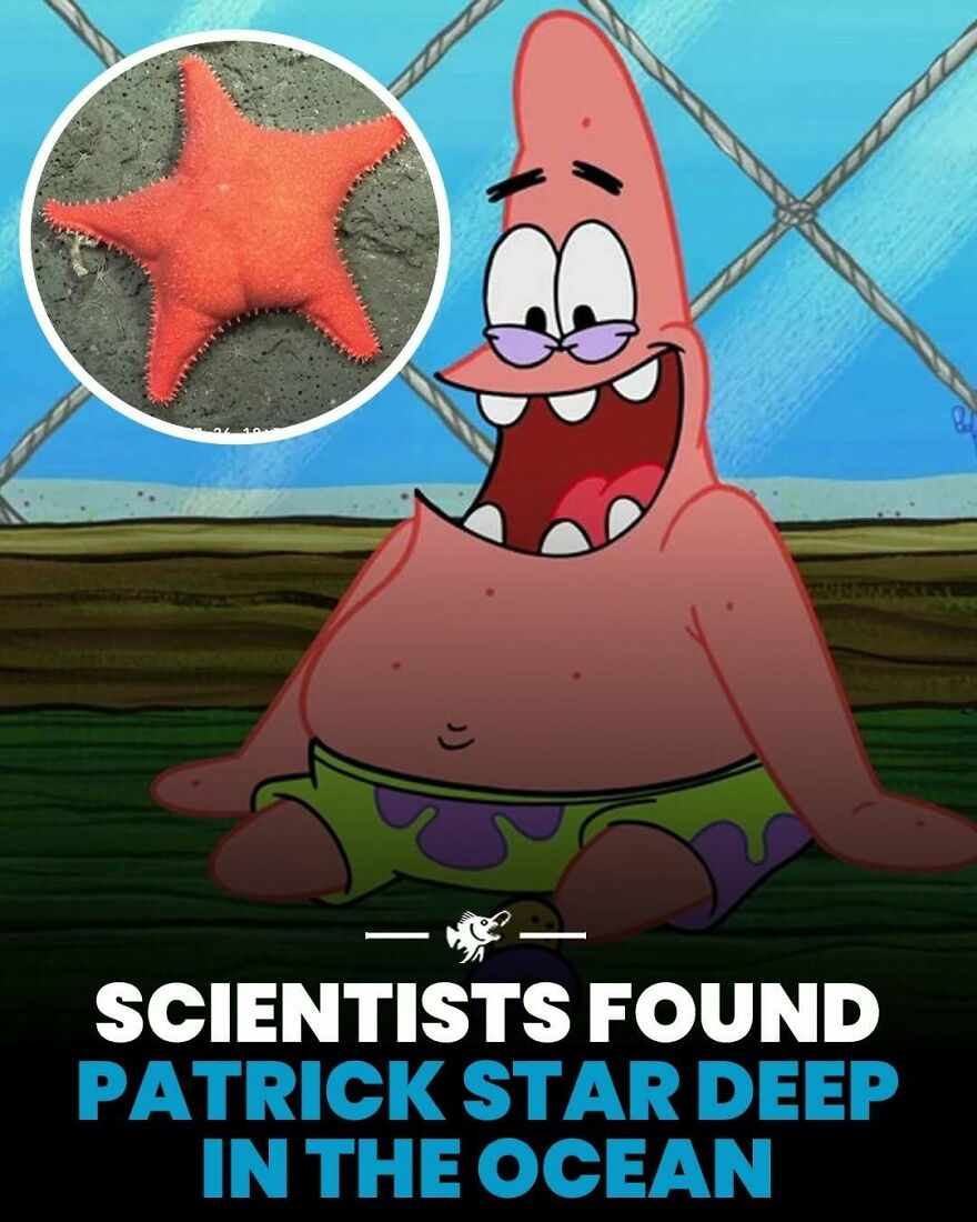 Ocean starfish discovery linked to Patrick Star cartoon character sitting underwater