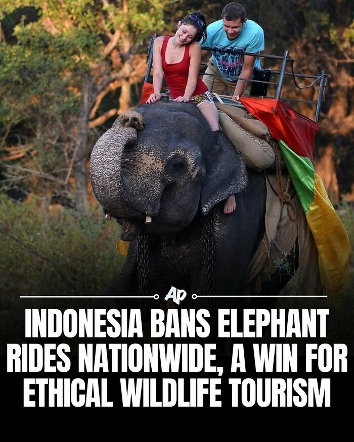 Indonesia bans elephant rides nationwide promoting ethical wildlife tourism