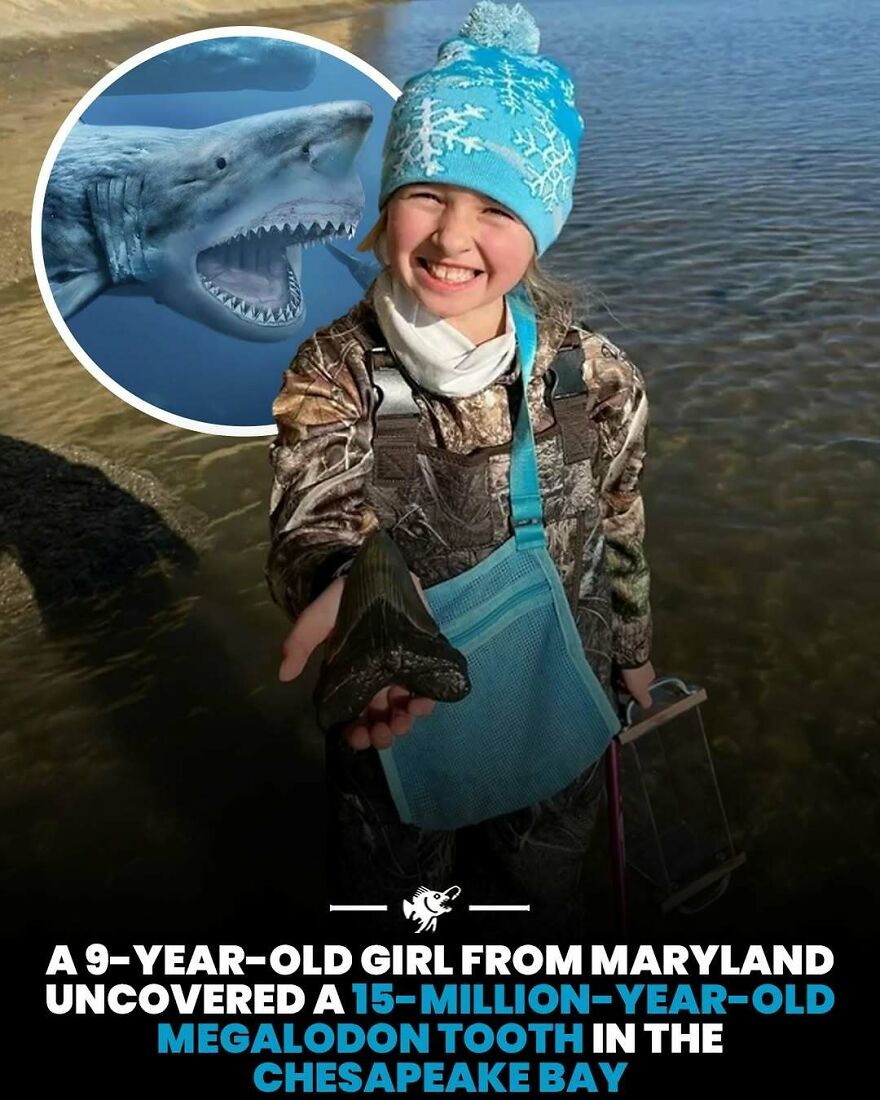 9-year-old girl finds 15-million-year-old megalodon tooth in Chesapeake Bay