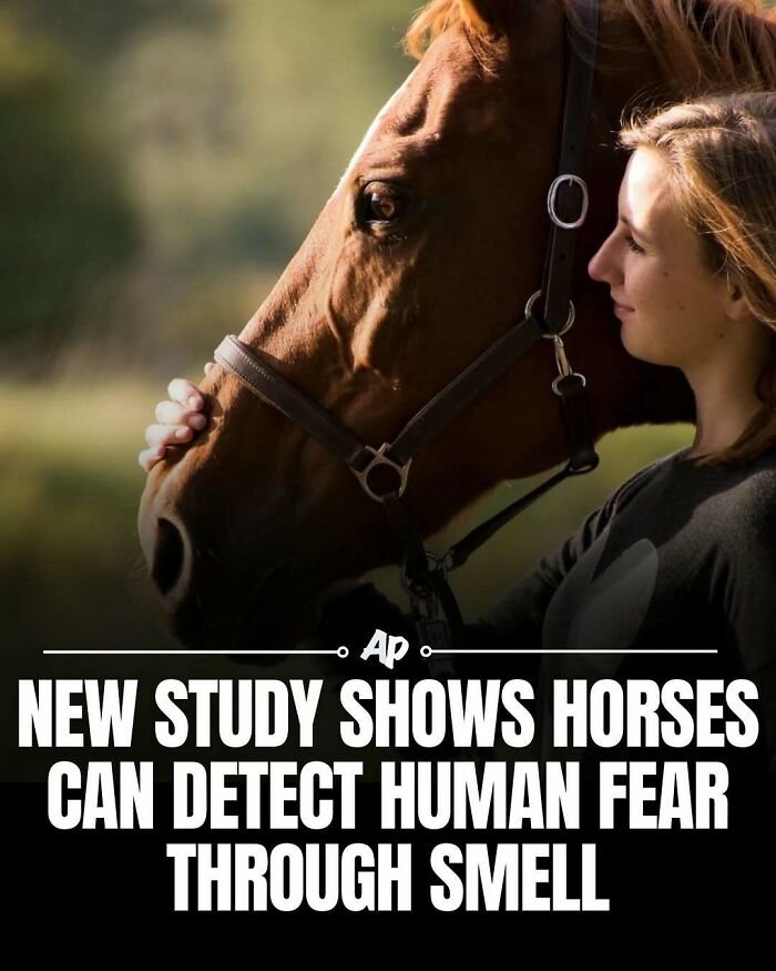 Close-up of a horse with a woman detecting human fear through smell