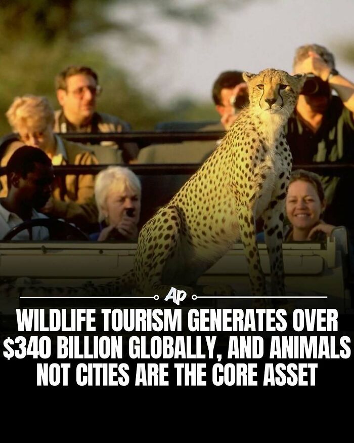 Cheetah sitting on a vehicle with tourists watching wildlife