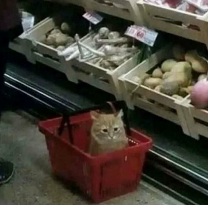 Cat sitting inside a red shopping basket among vegetables in store