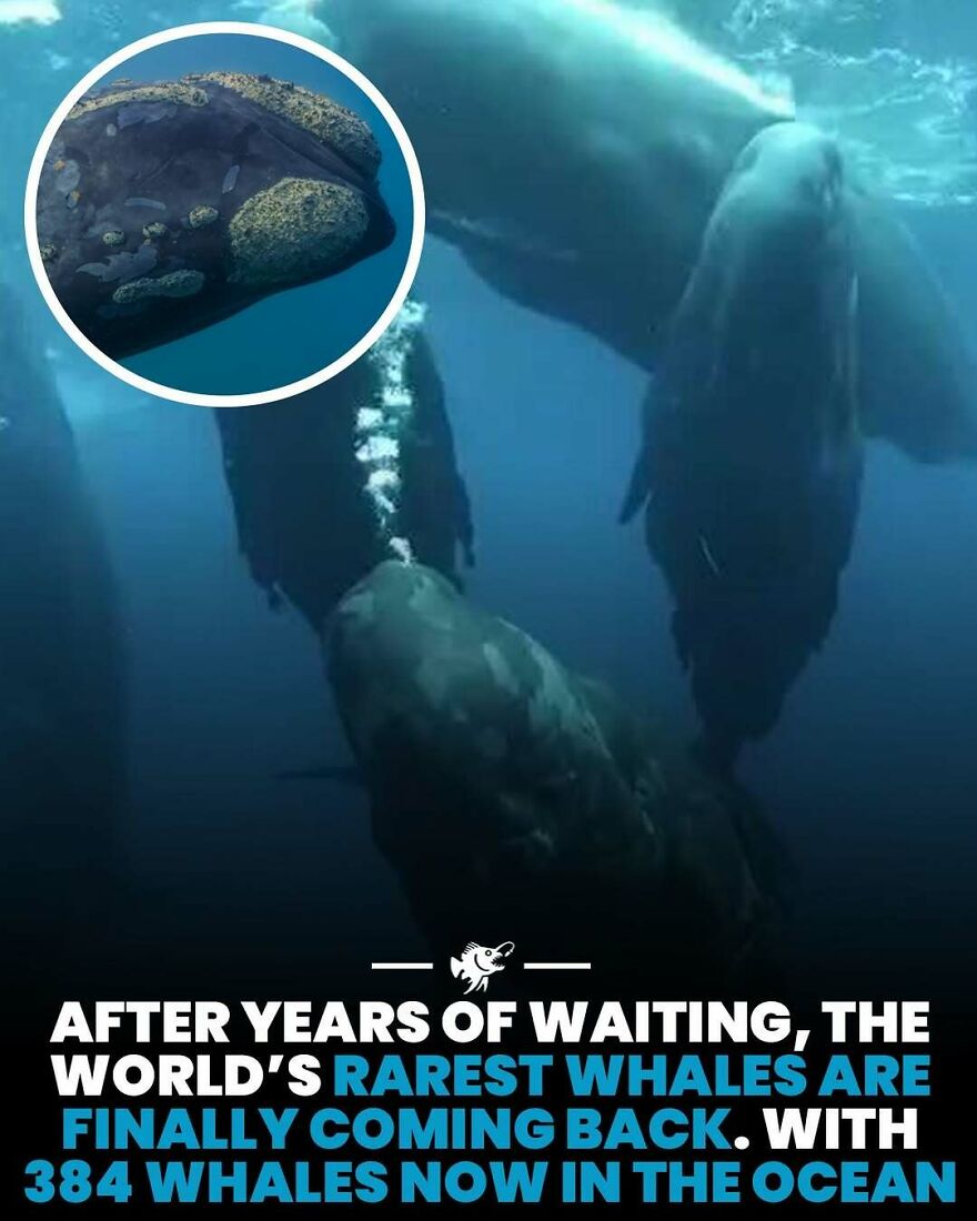 Rarest whales are finally returning with 384 whales now in the ocean
