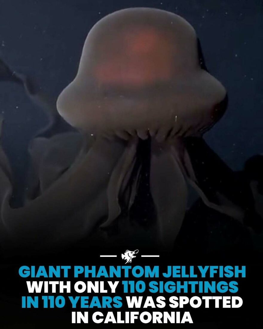 Rare giant phantom jellyfish spotted in California with only 110 sightings in 110 years