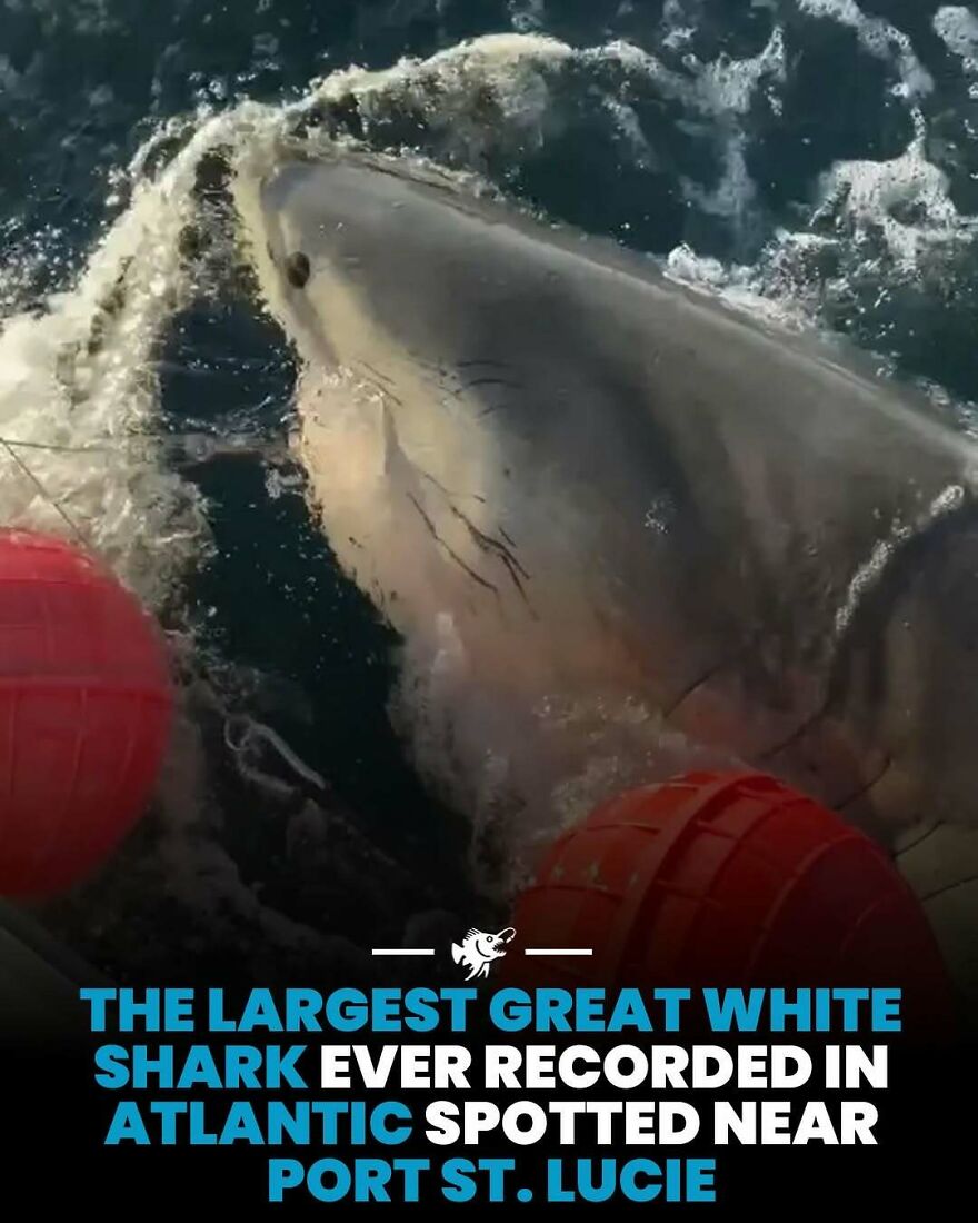 Largest great white shark recorded in Atlantic near Port St Lucie close to floating buoys