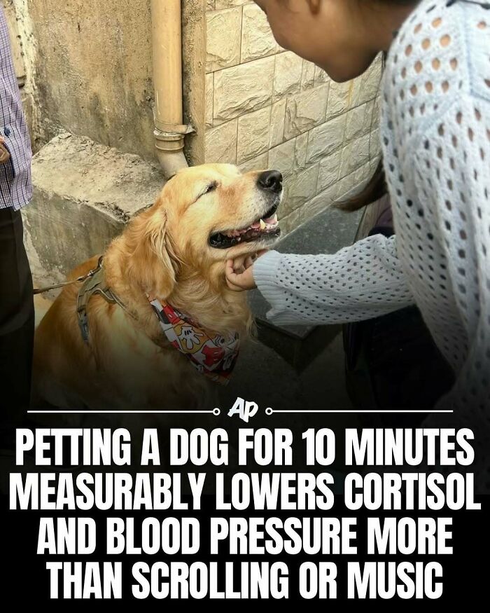 Petting a dog for 10 minutes lowers cortisol and blood pressure