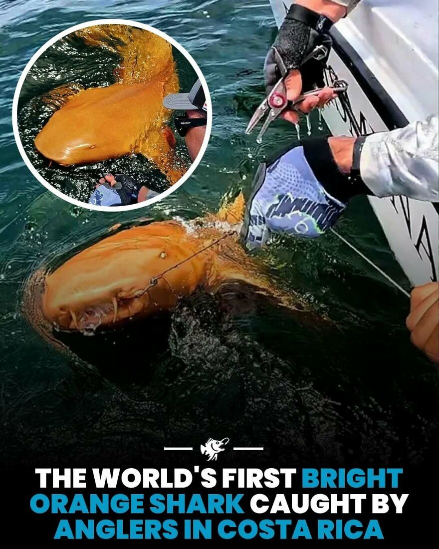 Bright orange shark caught by anglers in Costa Rica