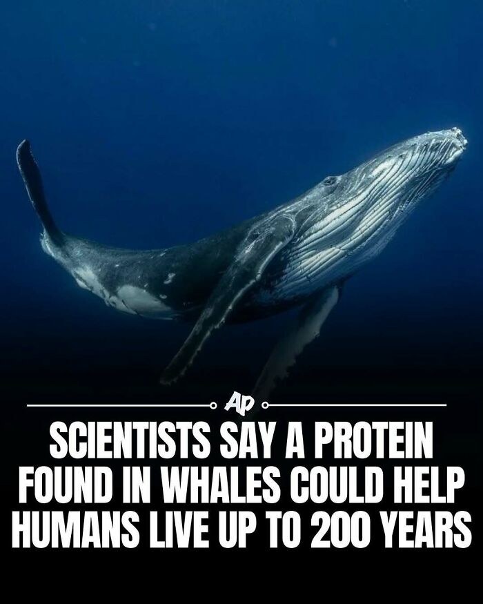 Humpback whale swimming underwater with dark blue ocean background