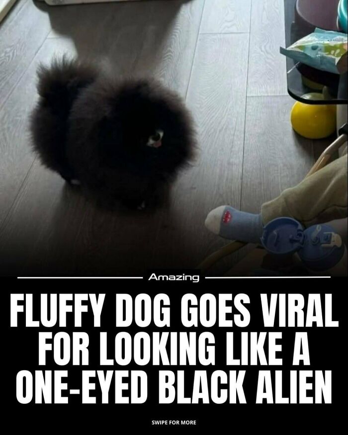 Fluffy Dog Goes Viral For Looking Like A One-Eyed Black Alien