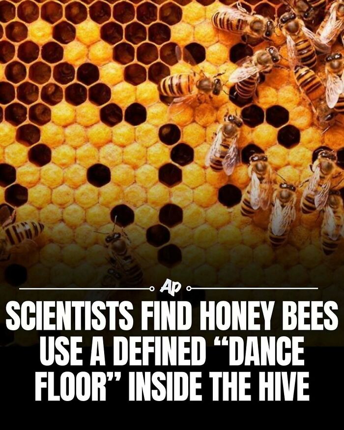 Honey bees performing a dance on honeycomb inside the hive