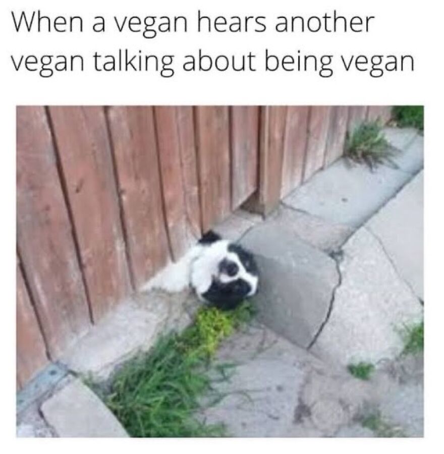 Vegan humor showing dog peeking through fence with caption about vegans talking about veganism
