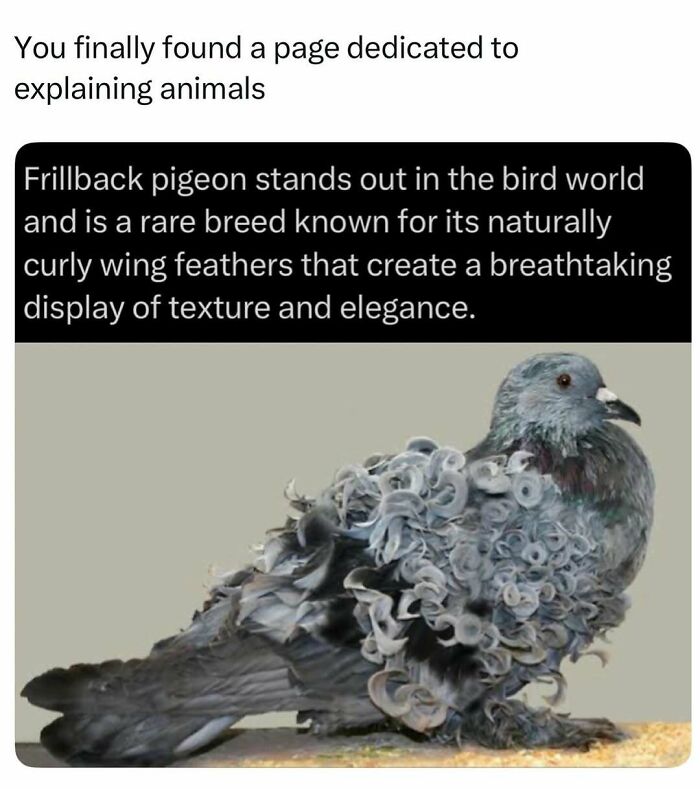 Frillback pigeon with naturally curly wing feathers known for its unique texture and elegance.