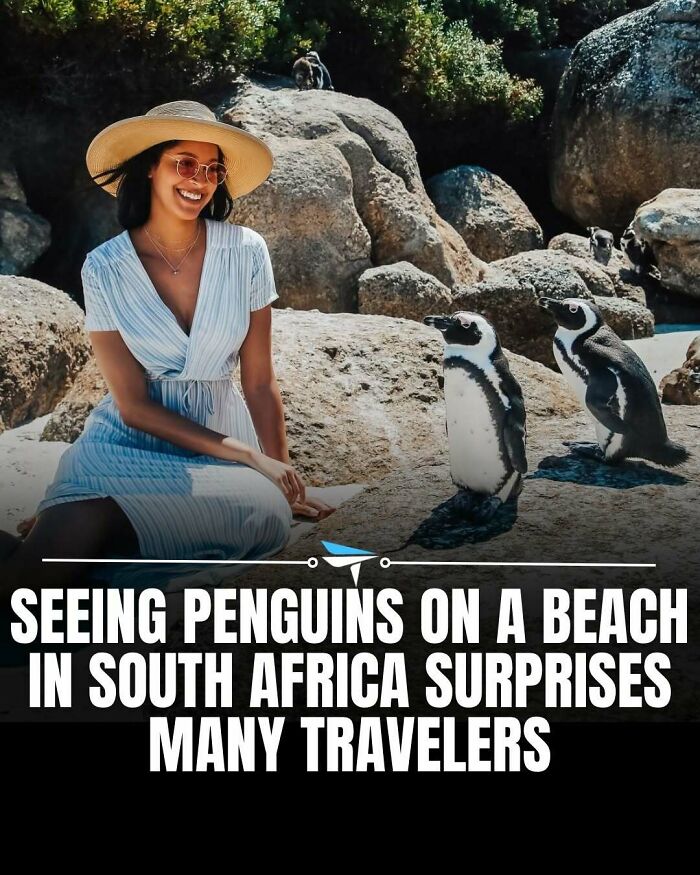 Traveler smiling near penguins on South African beach