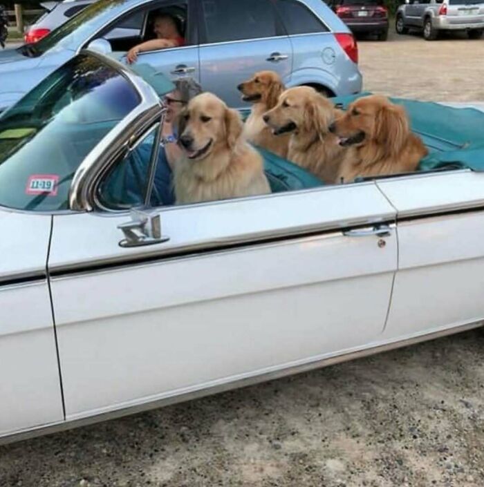 Four golden retriever dogs sitting in a white convertible car as a cursed image