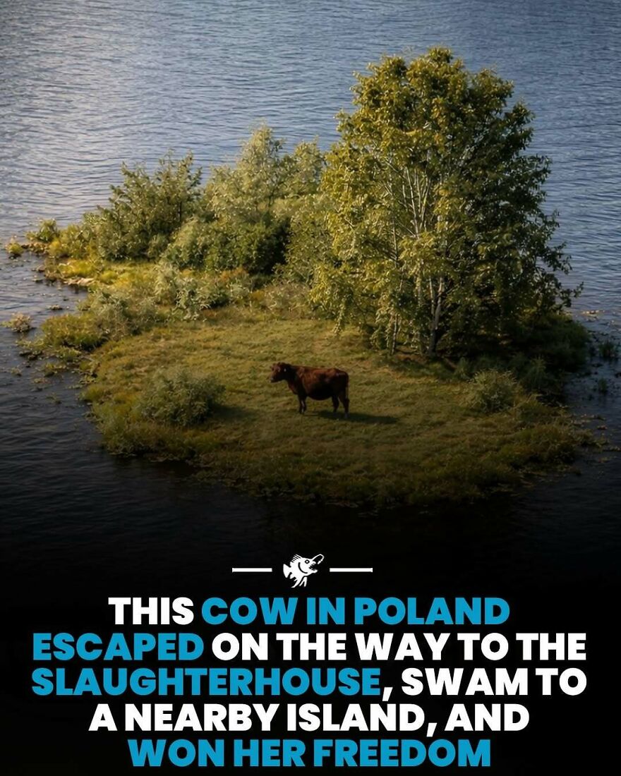 Cow escapes slaughterhouse in Poland and swims to island gaining freedom surrounded by water