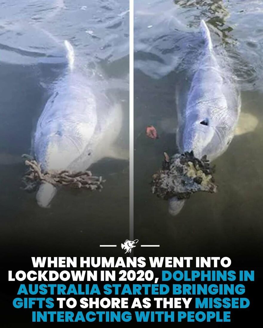 Dolphins in Australia bring gifts to shore during 2020 lockdown missing human interaction