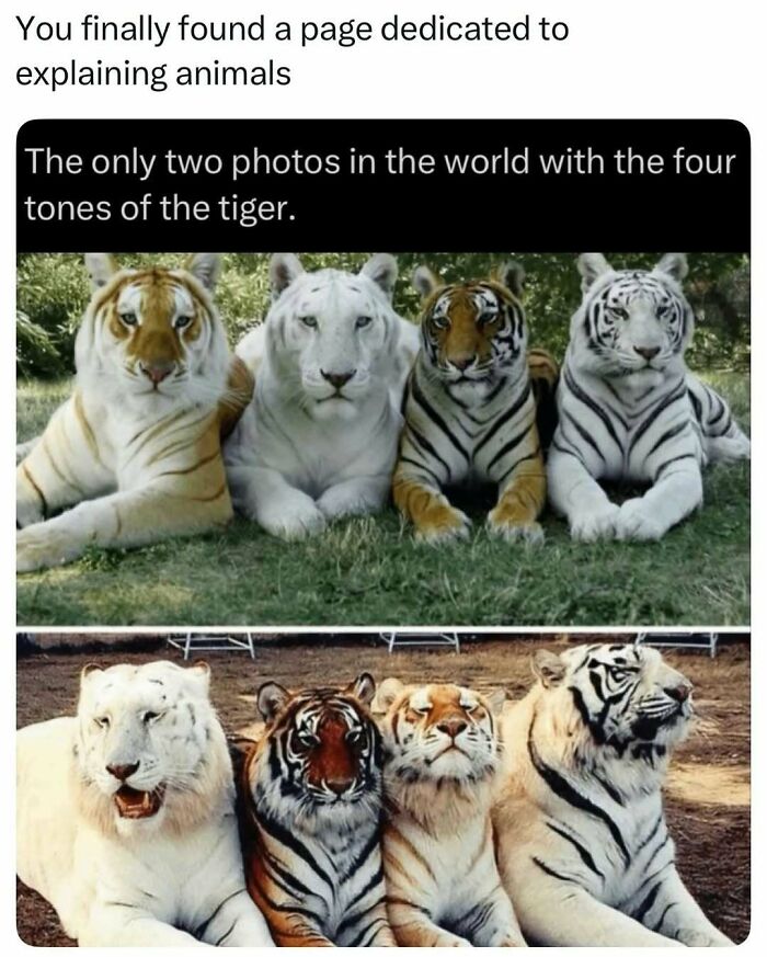 The four tones of the tiger shown in rare photos illustrating tiger color variations