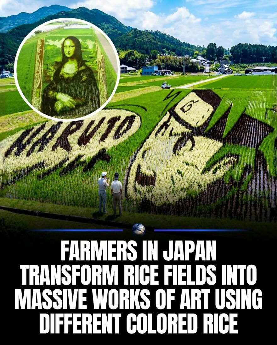 Japanese rice fields transformed into impressive art, including the Mona Lisa, by farmers, showcasing creativity on our planet.