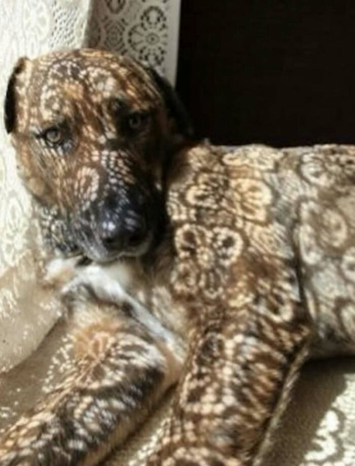 Dog covered in lace shadow pattern blending into surroundings in cursed images