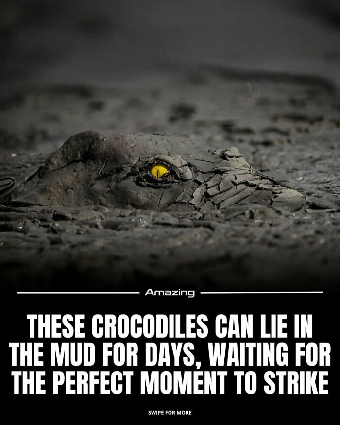 These Crocodiles Can Lie In The Mud For Days, Waiting For The Perfect Moment To Strike