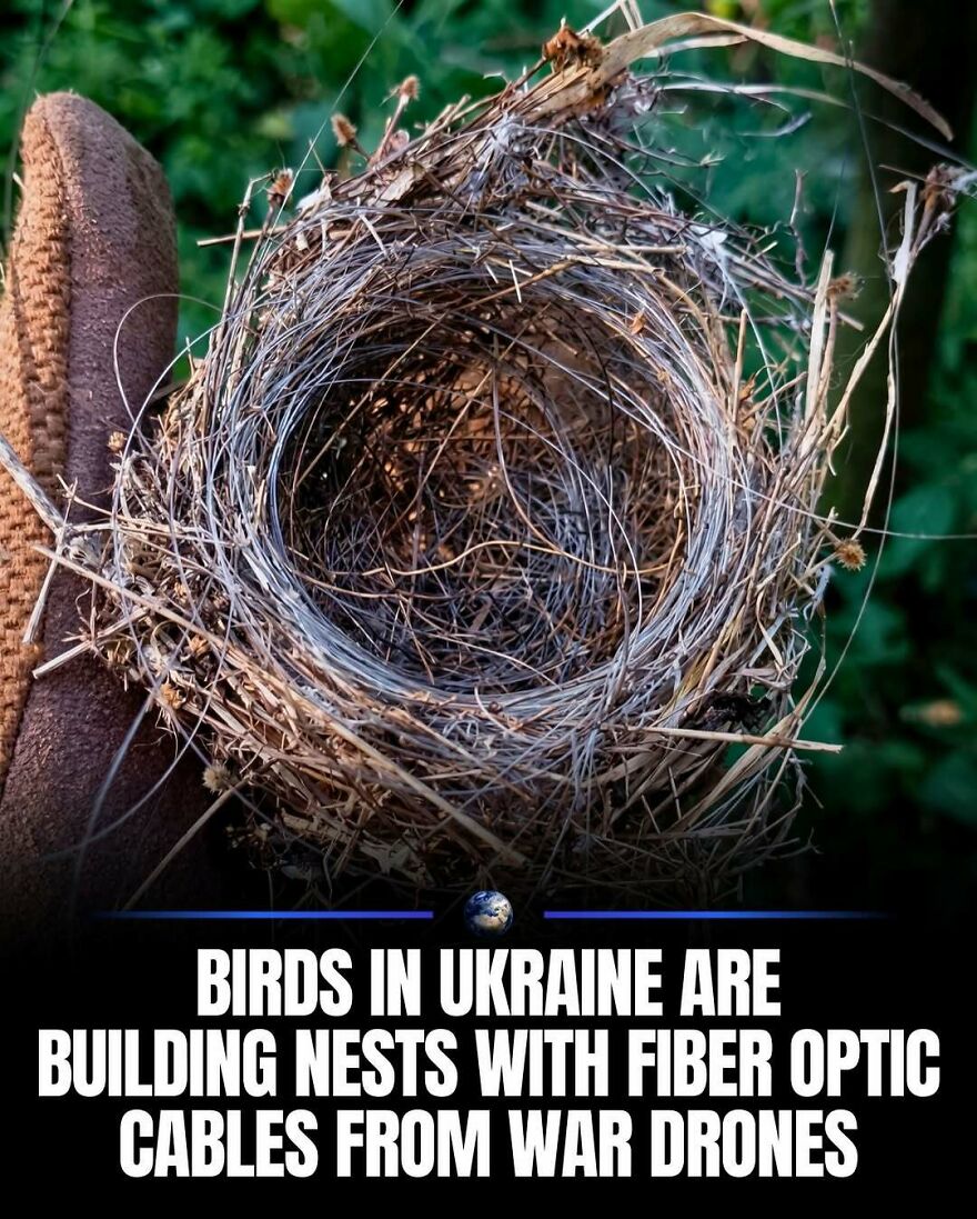 A bird's nest made from fiber optic cables, highlighting humanity's impact on our planet through war drones.