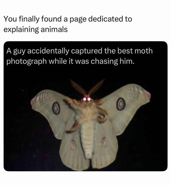 Photograph of moth with glowing eyes captured while chasing