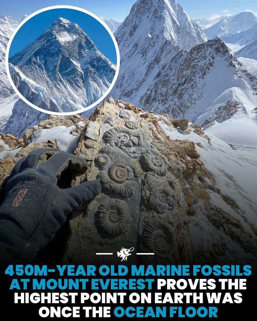 450 million-year-old marine fossils found at Mount Everest proving it was ocean floor