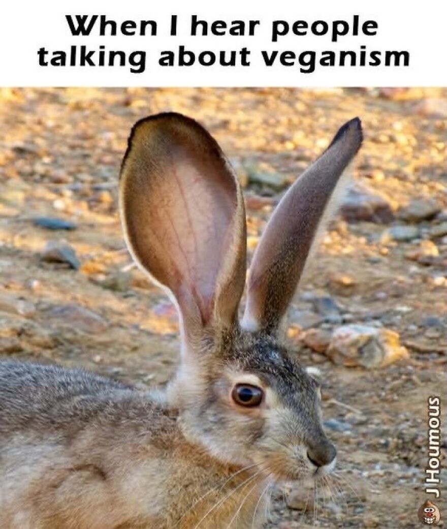 Close-up of rabbit listening with large ears about veganism meme