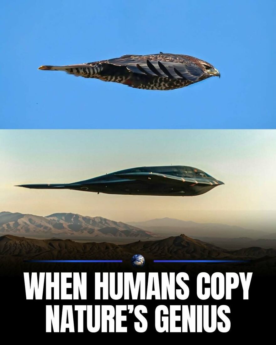 A hawk flying above, juxtaposed with a stealth aircraft below, showing humanity copying nature's genius.