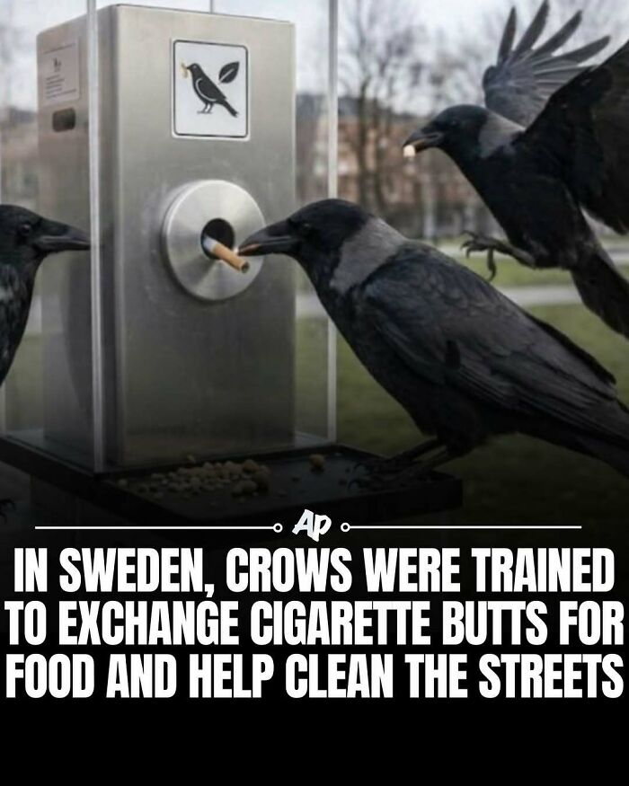Crows exchanging cigarette butts for food in Sweden