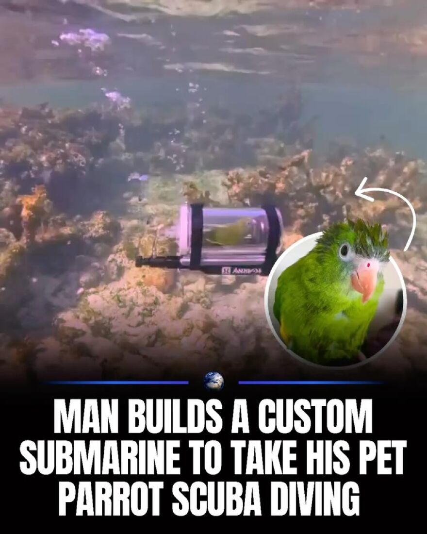 A man's pet parrot in a custom submarine underwater, with an inset close-up of the parrot's face, teaching something new about humanity.