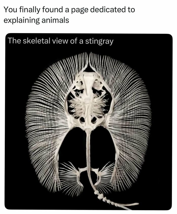 Skeletal view of a stingray showing detailed bone structure and fin rays