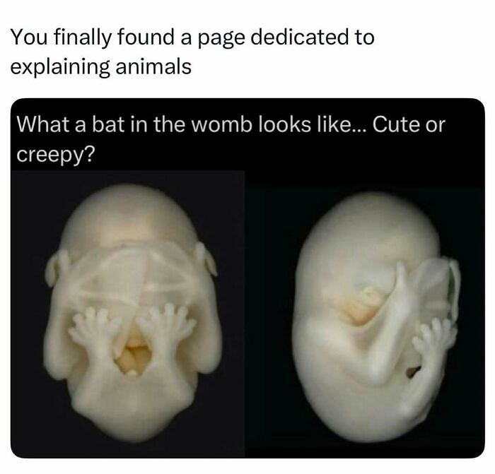 Bat embryo in womb showing tiny wings and facial features