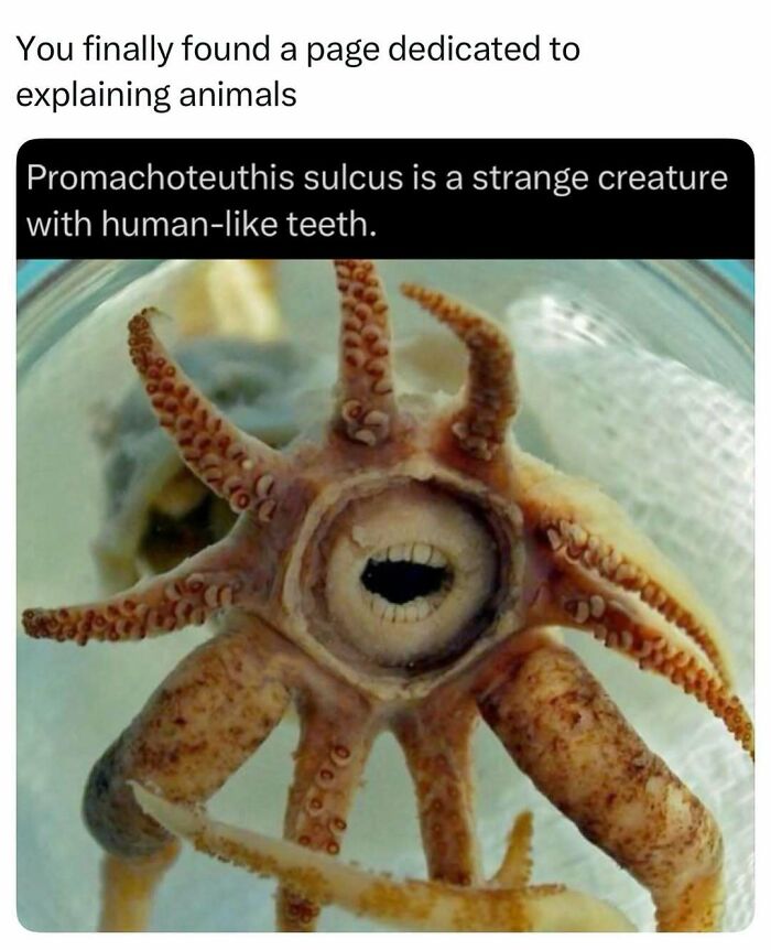 Promachoteuthis sulcus deep sea creature with human-like teeth visible