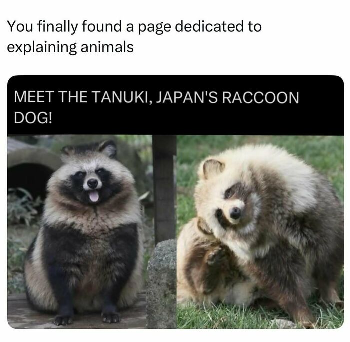 Tanuki raccoon dog from Japan shown in two different poses in a natural environment.