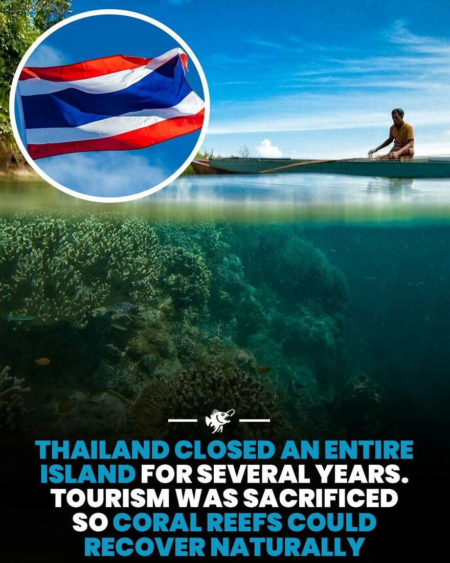 Coral reefs underwater near Thailand island closed for natural recovery