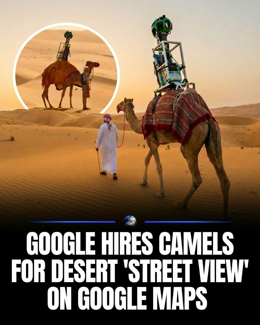 A camel equipped with Google Street View cameras for Google Maps, walking across the desert, showcasing humanity.