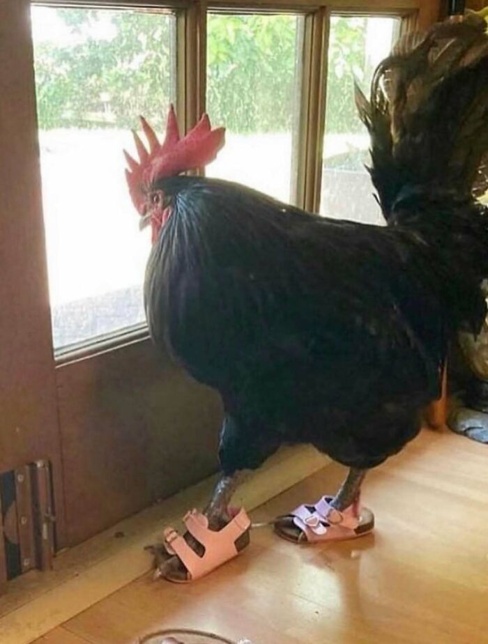 Rooster wearing pink sandals indoors near window