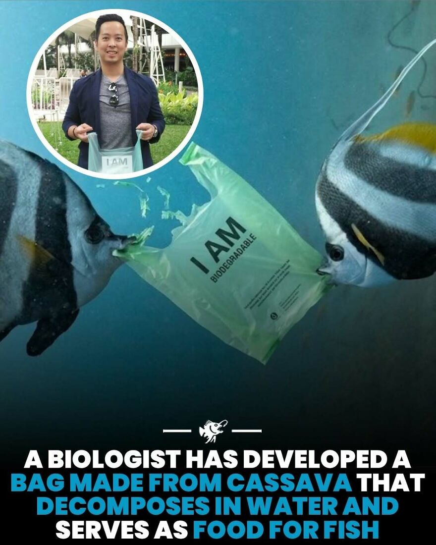 Fish interacting with biodegradable cassava bag developed by biologist