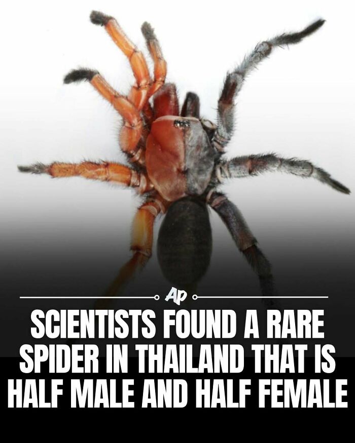 Rare half male half female spider found in Thailand by scientists