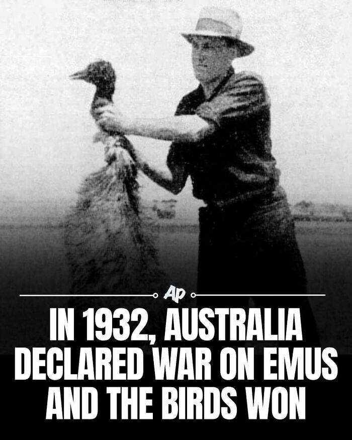 Man holding an emu with 1932 Australia war on emus animal fact