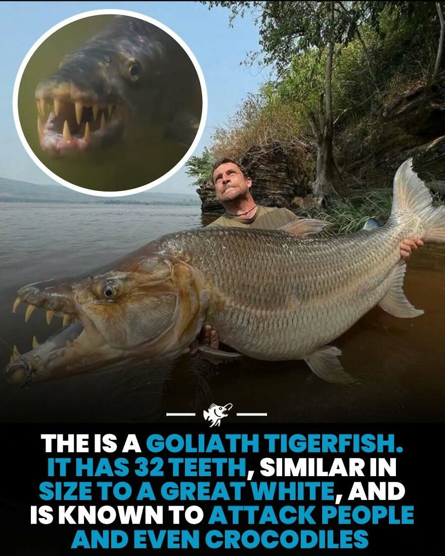 Fisherman holding large Goliath tigerfish known for 32 teeth and attacks on people and crocodiles