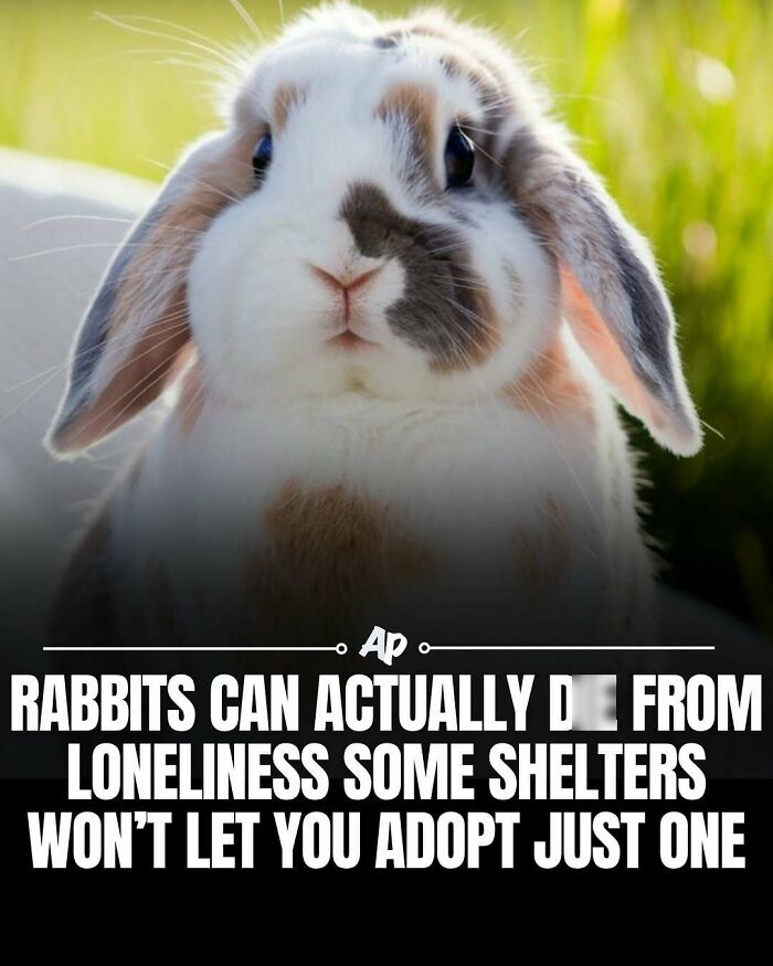 Rabbits suffer from loneliness, some shelters require adopting more than one rabbit