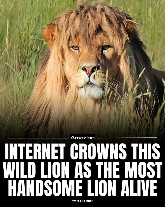 Internet Crowns This Wild Lion As The Most Handsome Lion Alive