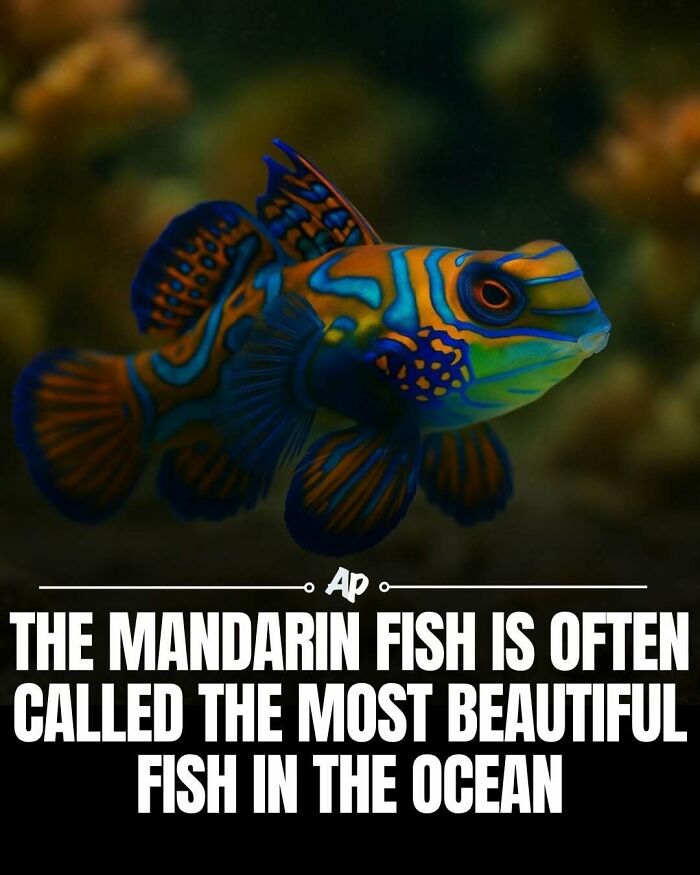 Colorful mandarin fish noted as the most beautiful fish in ocean