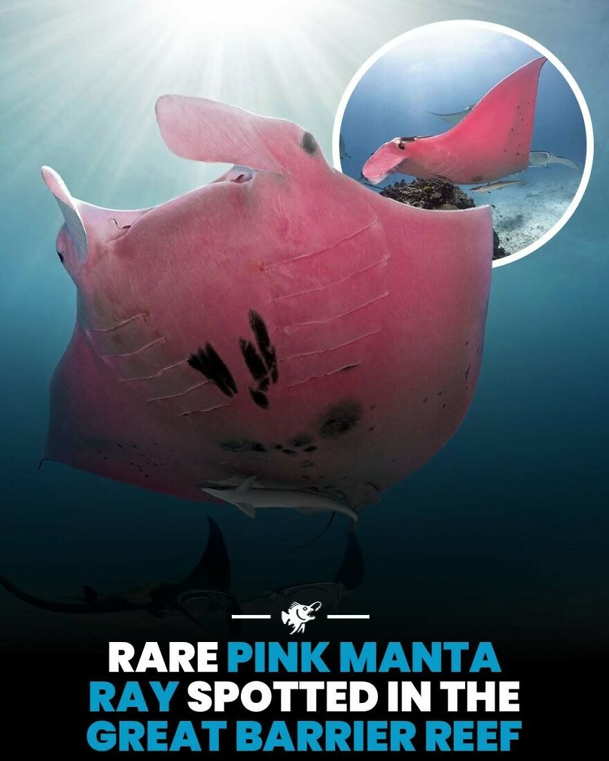 Rare pink manta ray swimming near coral in the Great Barrier Reef